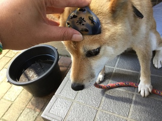 image.jpeg