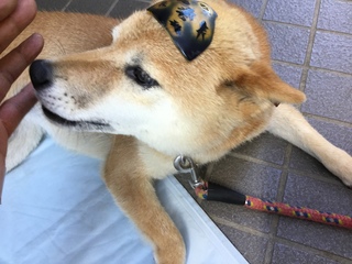 image.jpeg