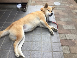 image.jpeg